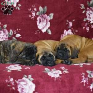Daisy, English Mastiff Puppy