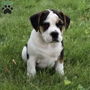 Taffy, Beabull Puppy