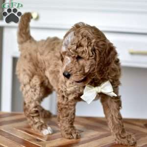 Dallas, Mini Goldendoodle Puppy