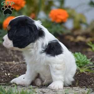 Tessa, Cavalier King Charles Spaniel Puppy