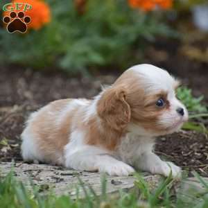 Timothy, Cavalier King Charles Spaniel Puppy
