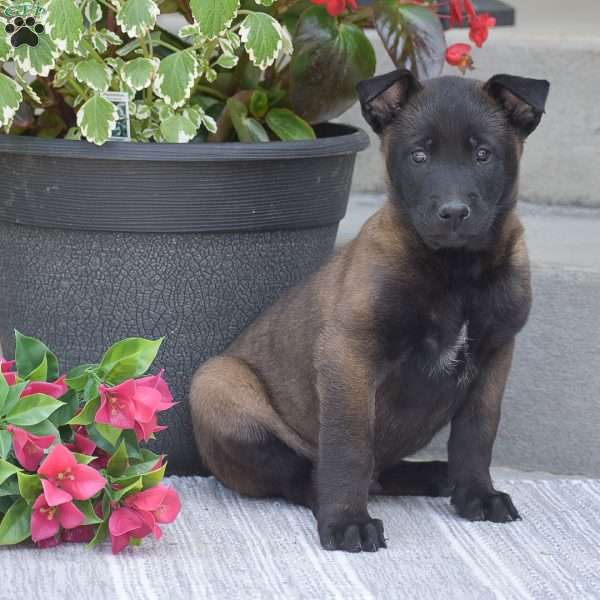 Tadeo, Belgian Malinois Puppy