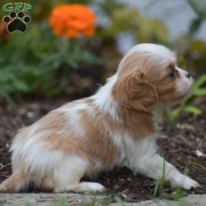 Timothy, Cavalier King Charles Spaniel Puppy