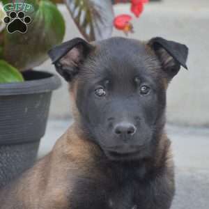Tadeo, Belgian Malinois Puppy