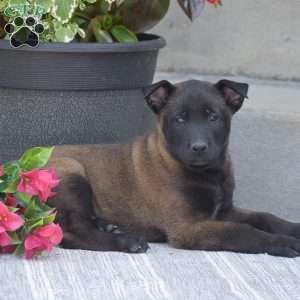 Tadeo, Belgian Malinois Puppy