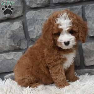 Bear, Cavapoo Puppy
