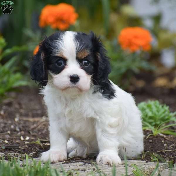 Tessa, Cavalier King Charles Spaniel Puppy