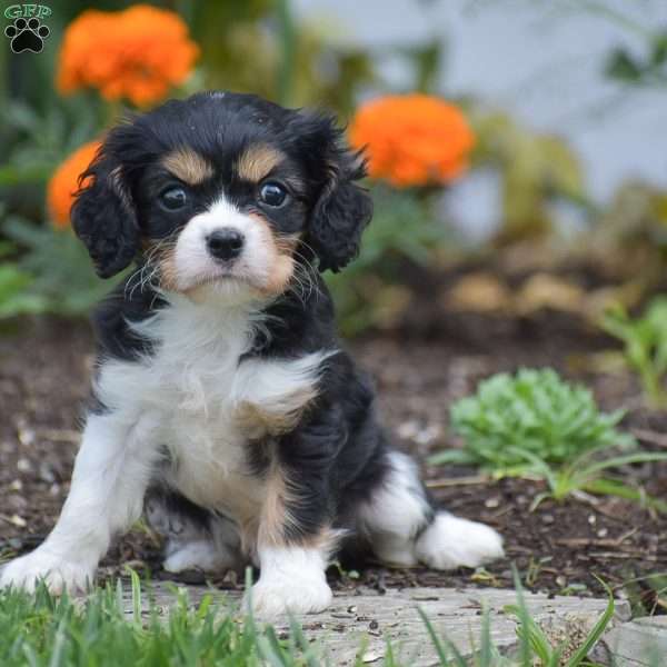 Troy, Cavalier King Charles Spaniel Puppy
