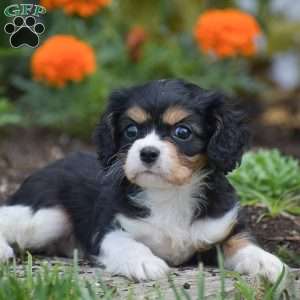 Troy, Cavalier King Charles Spaniel Puppy