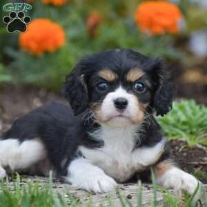 Troy, Cavalier King Charles Spaniel Puppy