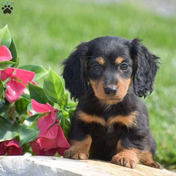 Dustin- Mini, Dachshund Puppy