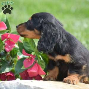 Dustin- Mini, Dachshund Puppy
