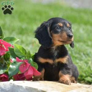 Dustin- Mini, Dachshund Puppy