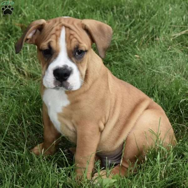Theo, Beabull Puppy