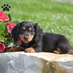 Dustin- Mini, Dachshund Puppy