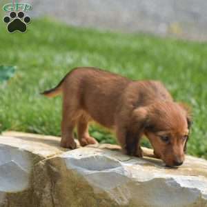 Demi- Mini, Dachshund Puppy