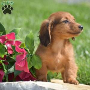 Demi- Mini, Dachshund Puppy