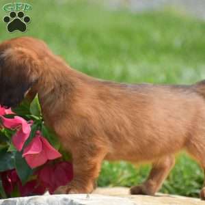 Demi- Mini, Dachshund Puppy