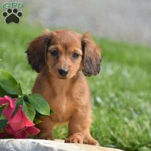 Demi- Mini, Dachshund Puppy
