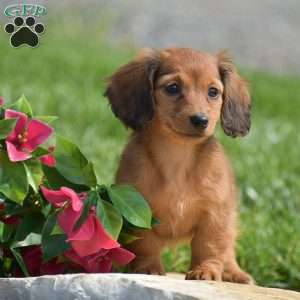 Demi- Mini, Dachshund Puppy