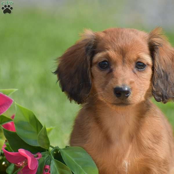 Demi- Mini, Dachshund Puppy