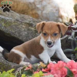 Sugar, Jack Russell Terrier Puppy