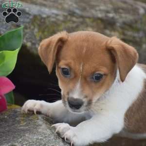 Sugar, Jack Russell Terrier Puppy