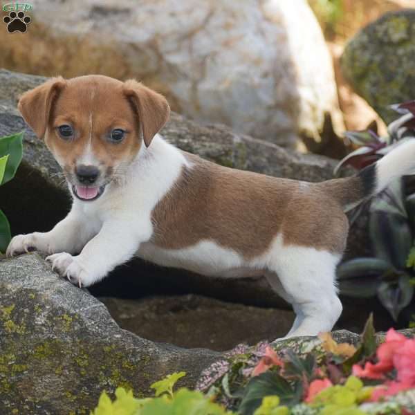 Sugar, Jack Russell Terrier Puppy