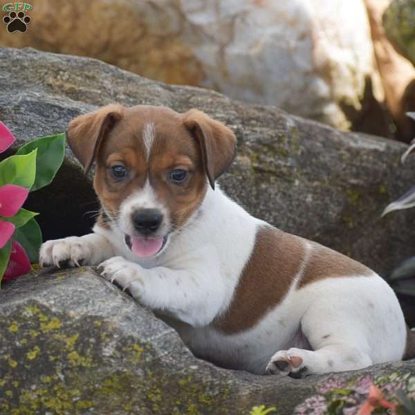 Sporty, Jack Russell Terrier Puppy