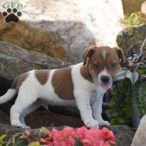Sporty, Jack Russell Terrier Puppy