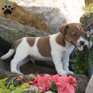 Sporty, Jack Russell Terrier Puppy