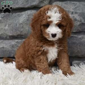 Bear, Cavapoo Puppy
