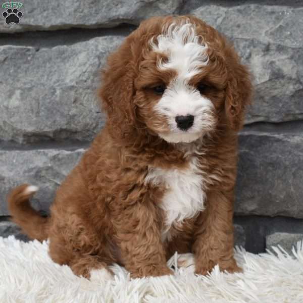 Bear, Cavapoo Puppy