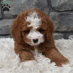 Bear, Cavapoo Puppy