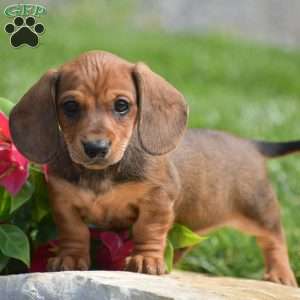 Hank- Mini, Dachshund Puppy