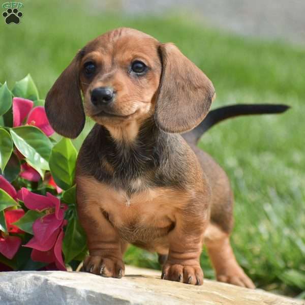 Hank- Mini, Dachshund Puppy