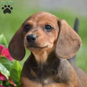 Hank- Mini, Dachshund Puppy