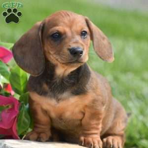 Hank- Mini, Dachshund Puppy