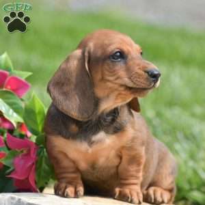 Hank- Mini, Dachshund Puppy