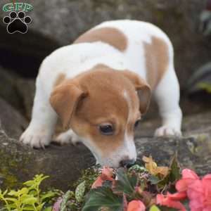 Starlight, Jack Russell Terrier Puppy