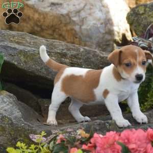 Starlight, Jack Russell Terrier Puppy