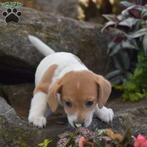 Sandy, Jack Russell Terrier Puppy
