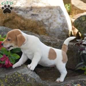 Sandy, Jack Russell Terrier Puppy