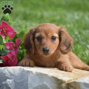 Effie-Mini, Dachshund Puppy