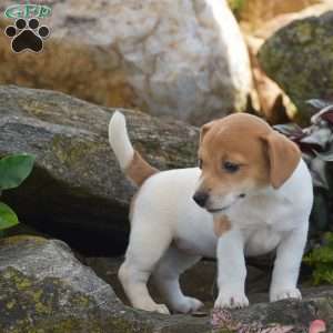 Sandy, Jack Russell Terrier Puppy
