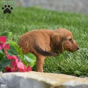 Effie-Mini, Dachshund Puppy