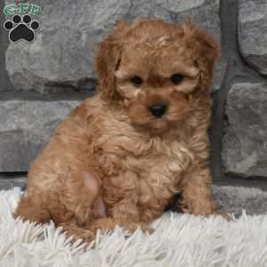 Sammy, Cavapoo Puppy