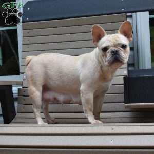 Lexi, French Bulldog Puppy
