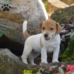 Sandy, Jack Russell Terrier Puppy