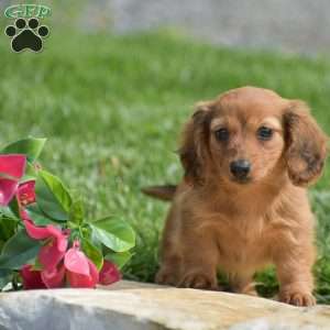 Effie-Mini, Dachshund Puppy